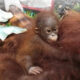 Tiga Orangutan Kembali ke Rumahnya, BKSDA Kalbar Evakuasi dari Perkebunan Warga di Ketapang