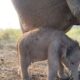 Anak Gajah Sumatra Lahir Tepat HUT Ke-81 RI, Kado Istimewa dari Alam