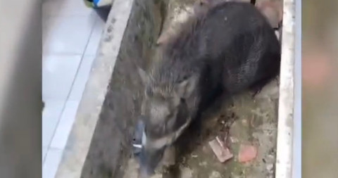 Dua Babi Hutan Masuk Permukiman di Kuningan, Satu Warga Terluka