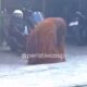 Orang Utan Solo Safari Lepas ke Permukiman Warga, Sempat Masuk Warung dan Jatuhkan Motor