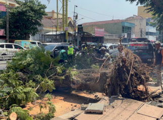 Pohon Tumbang di Jalan Semarang Tewaskan 2 Orang, Pemko Minta Maaf