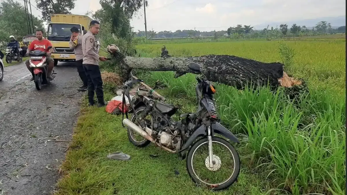 Pohon Tumbang di Ponorogo dan Serang Menewaskan Dua Pemotor Saat Pulang Kerja