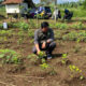 Revitalisasi 22 Hektare Kebun Teh di Ciater dan Pangalengan untuk Cegah Bencana