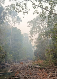 TN Berbak dan Sembilang Terbakar, Ancaman Serius bagi Habitat Harimau Sumatera