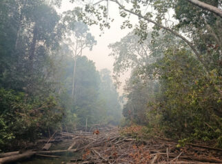 TN Berbak dan Sembilang Terbakar, Ancaman Serius bagi Habitat Harimau Sumatera