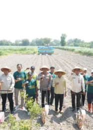 HKTI Kediri Targetkan 57.000 Hektare Tanam Jagung untuk Perkuat Swasembada Pangan